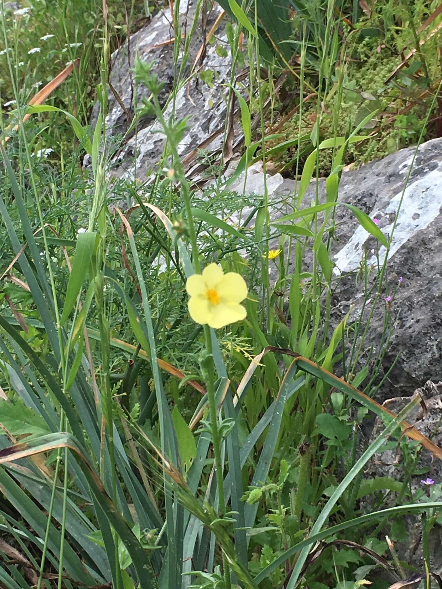 Sivun Verbascum orientale (L.) All. kuva