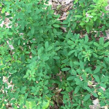 Image of violet lespedeza