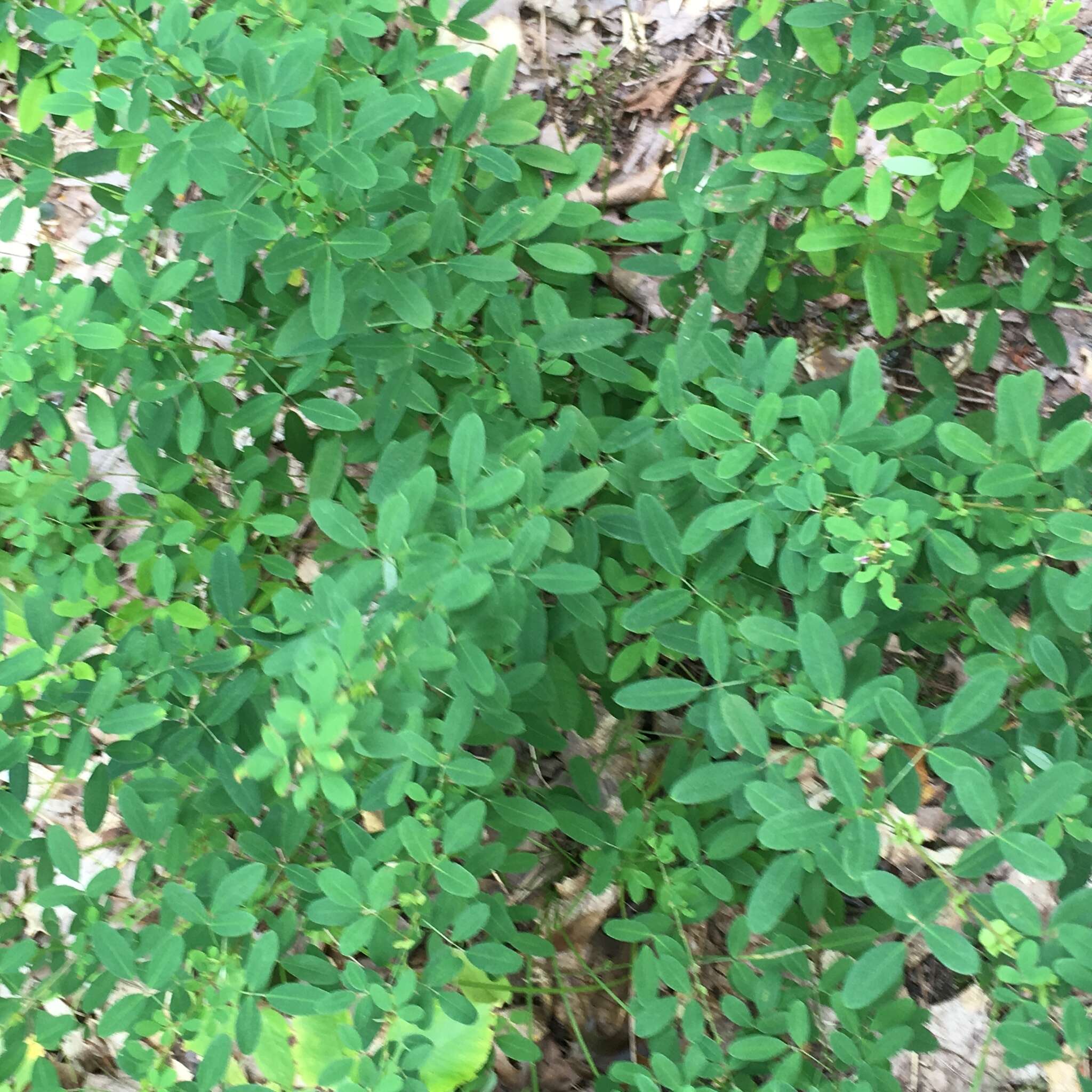 Sivun Lespedeza violacea (L.) Pers. kuva