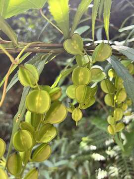 صورة Dioscorea collettii Hook. fil.