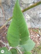 Image of Buddleja crotonoides A. Gray