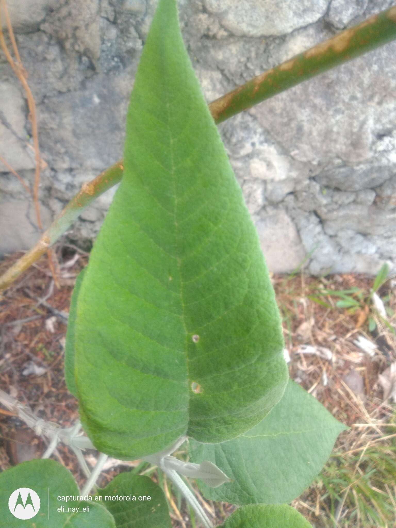 Image of Buddleja crotonoides A. Gray