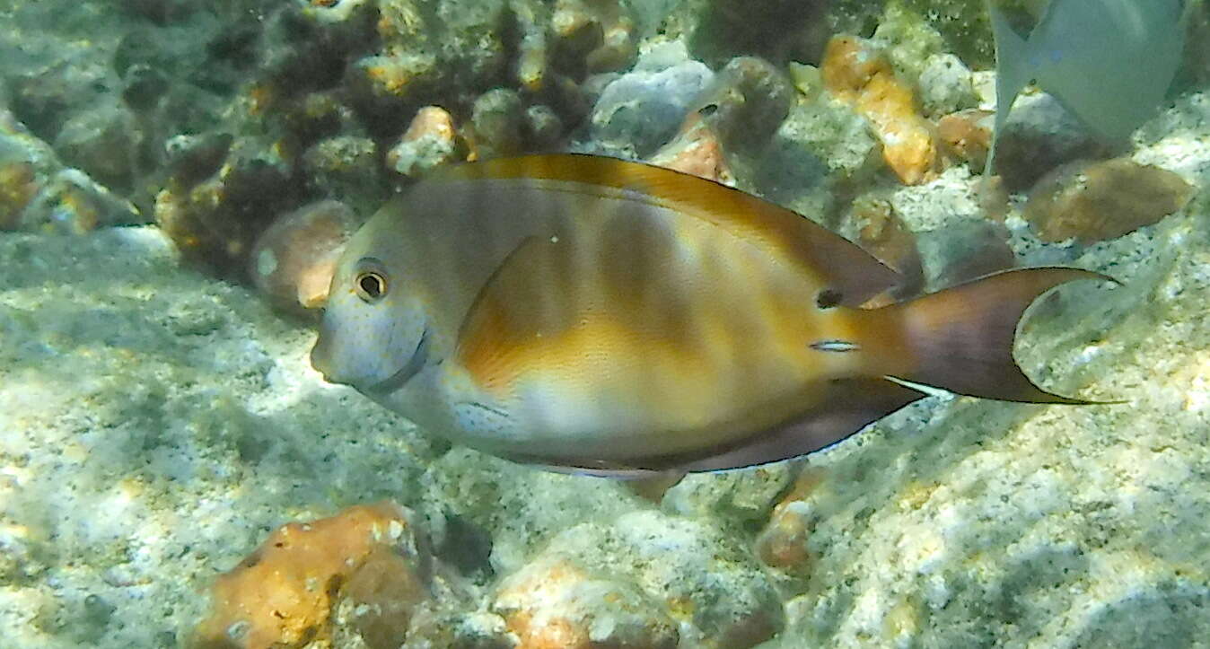 Image of Blackspot Surgeonfish