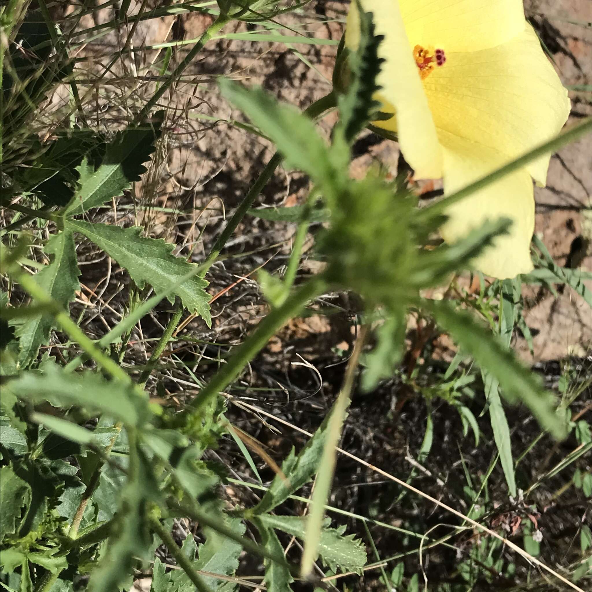 Image of Arizona rosemallow