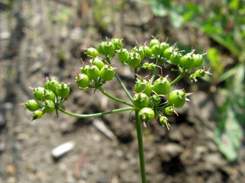 Image of coriander