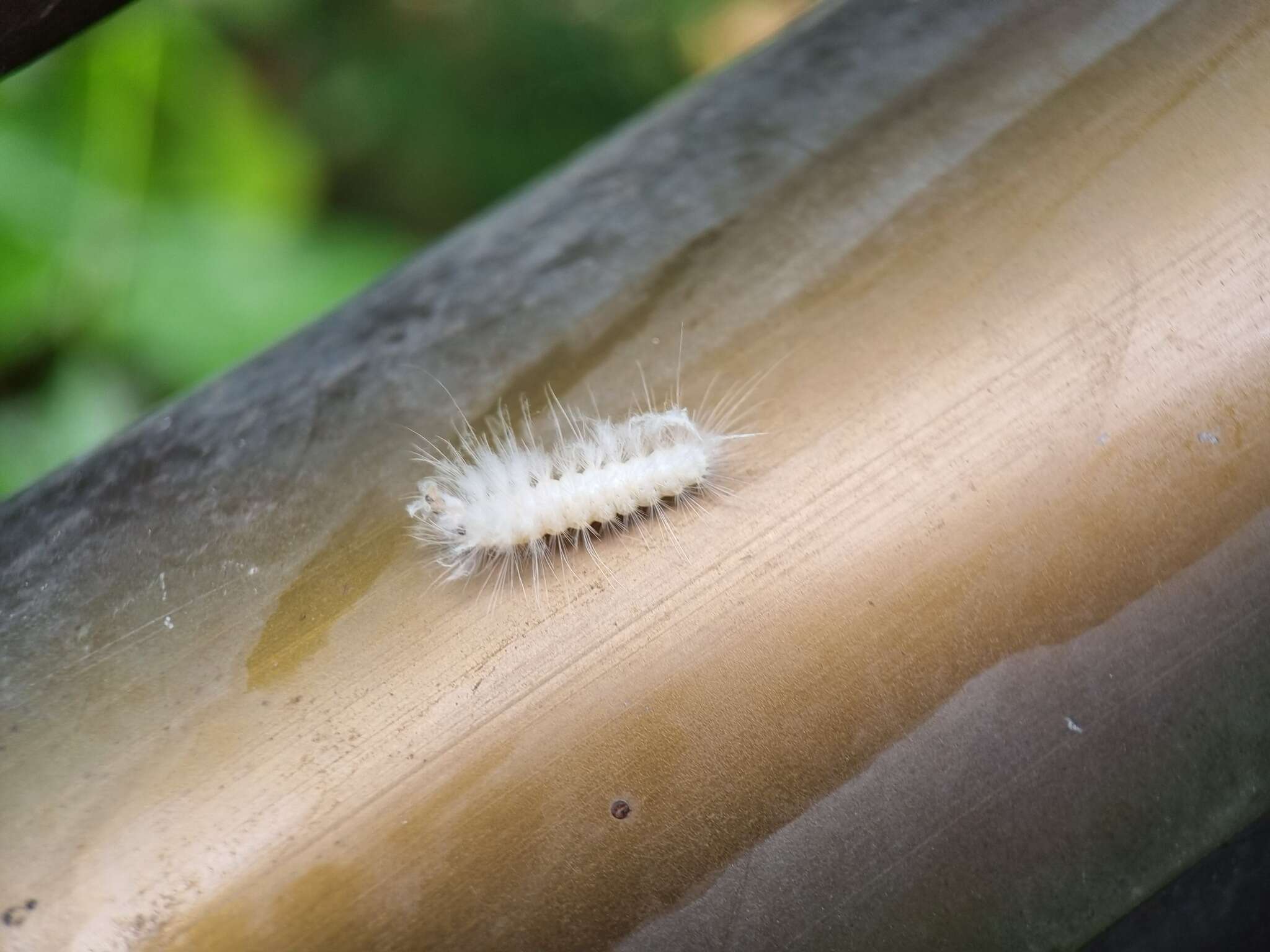 Image of Sarbena lignifera