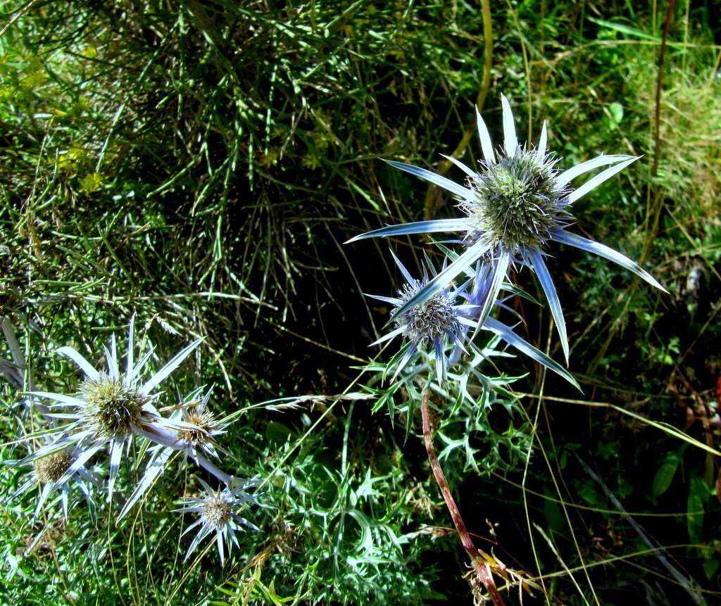 Imagem de Eryngium bourgatii Gouan