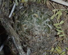 Image of Haworthia bolusii var. bolusii