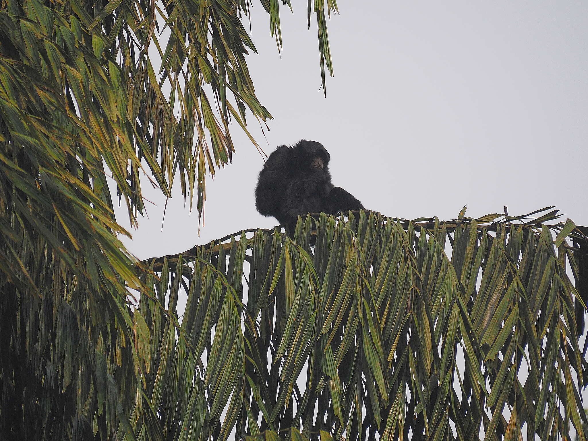 Image of siamang