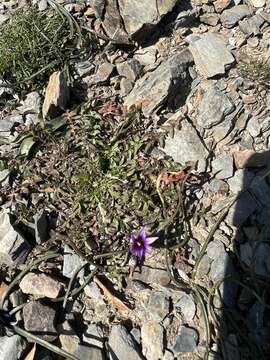 Image of Romulea linaresii subsp. graeca Bég.