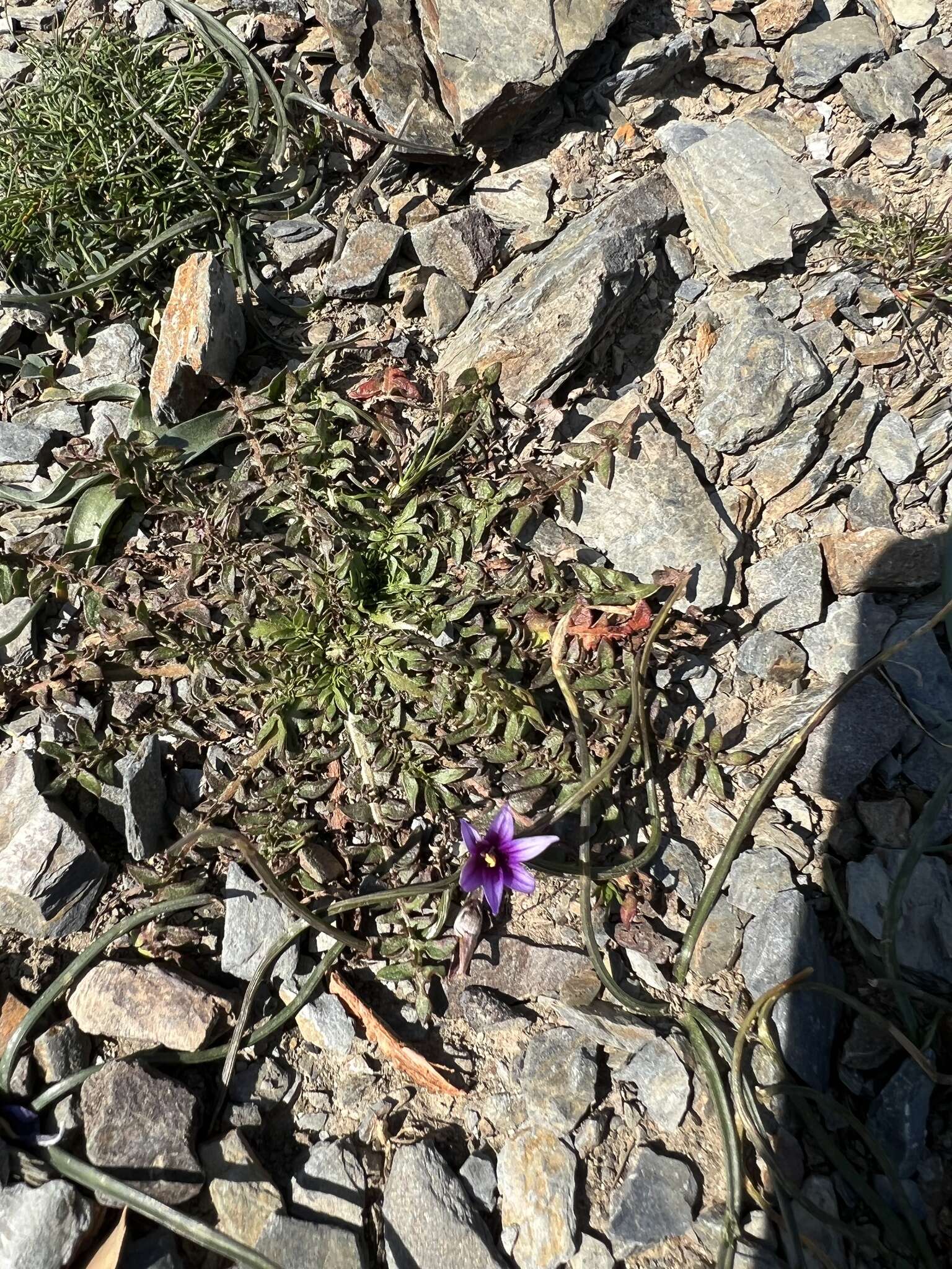 Sivun Romulea linaresii subsp. graeca Bég. kuva