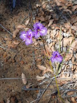 Image of Thysanotus sparteus R. Br.