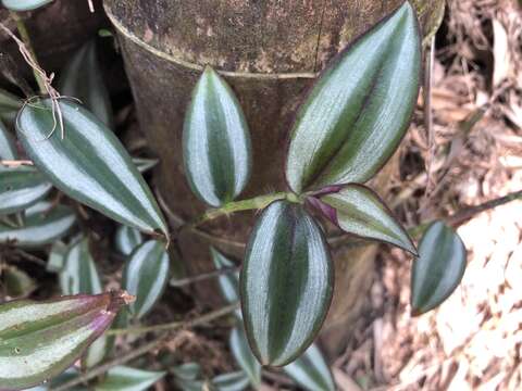 Image of Tradescantia zebrina var. zebrina