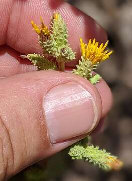 Imagem de Hazardia squarrosa var. grindelioides (DC.) W. D. Clark