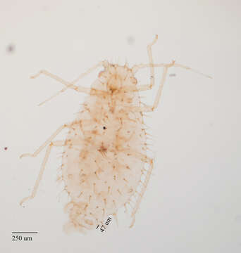 Image of Yellow sugarcane aphid