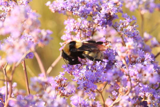 Image de Bombus fragrans (Pallas 1771)