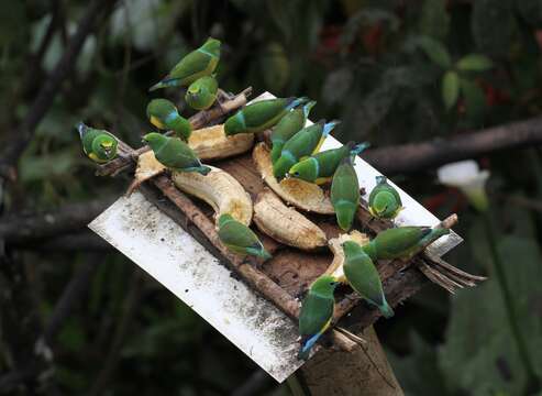 Imagem de Chlorophonia cyanea (Thunberg 1822)