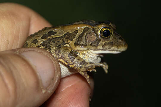 Image of Sclerophrys lemairii (Boulenger 1901)