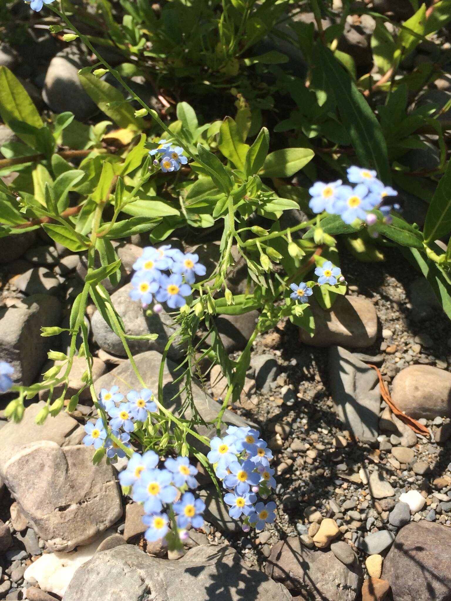 Image of true forget-me-not