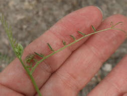 Imagem de Vicia pulchella Kunth