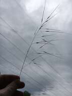 Image of Black-Seed Spear Grass