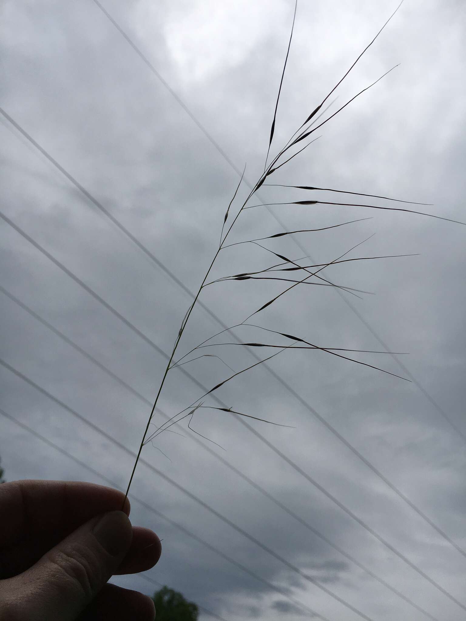 Image of Black-Seed Spear Grass