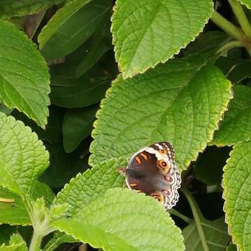 Image de Junonia orithya wallacei Distant 1883