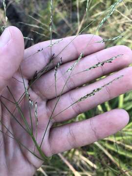 Image of fall panicgrass