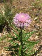 Imagem de Cirsium repandum Michx.