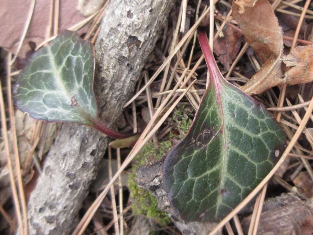 Image of Pyrola japonica Klenze ex Alef.