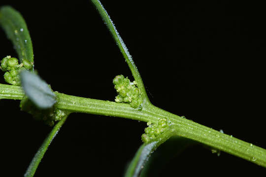 Слика од Oxybasis glauca (L.) S. Fuentes, Uotila & Borsch