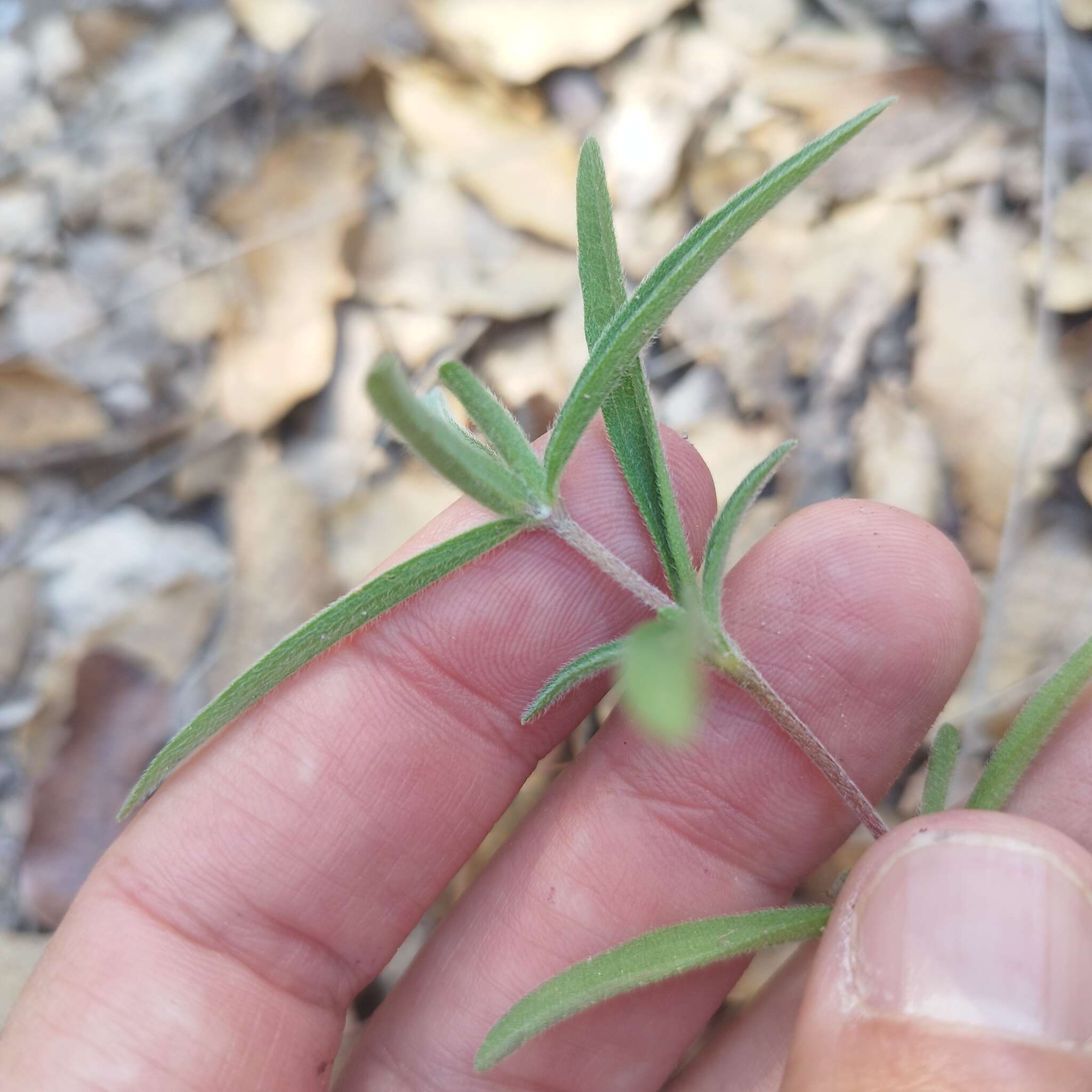 Image of narrowleaf zinnia