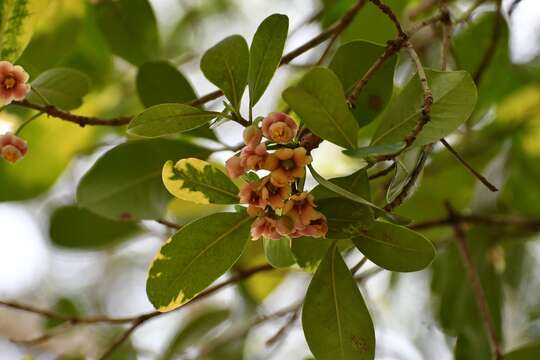 Imagem de Ternstroemia tepezapote Schltdl. & Cham.