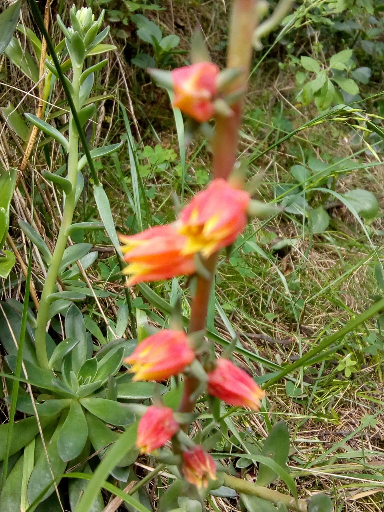 Image of Echeveria bicolor (Kunth) Walther