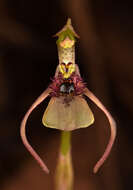 Imagem de Chiloglottis seminuda D. L. Jones