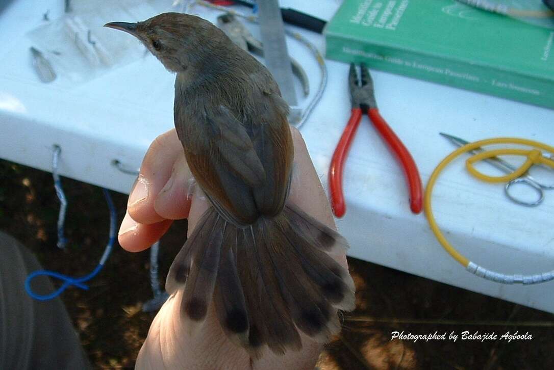 Sivun Cisticola guinea Lynes 1930 kuva