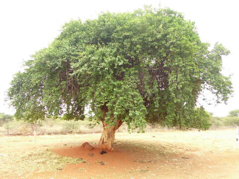 Imagem de Maerua angolensis DC.