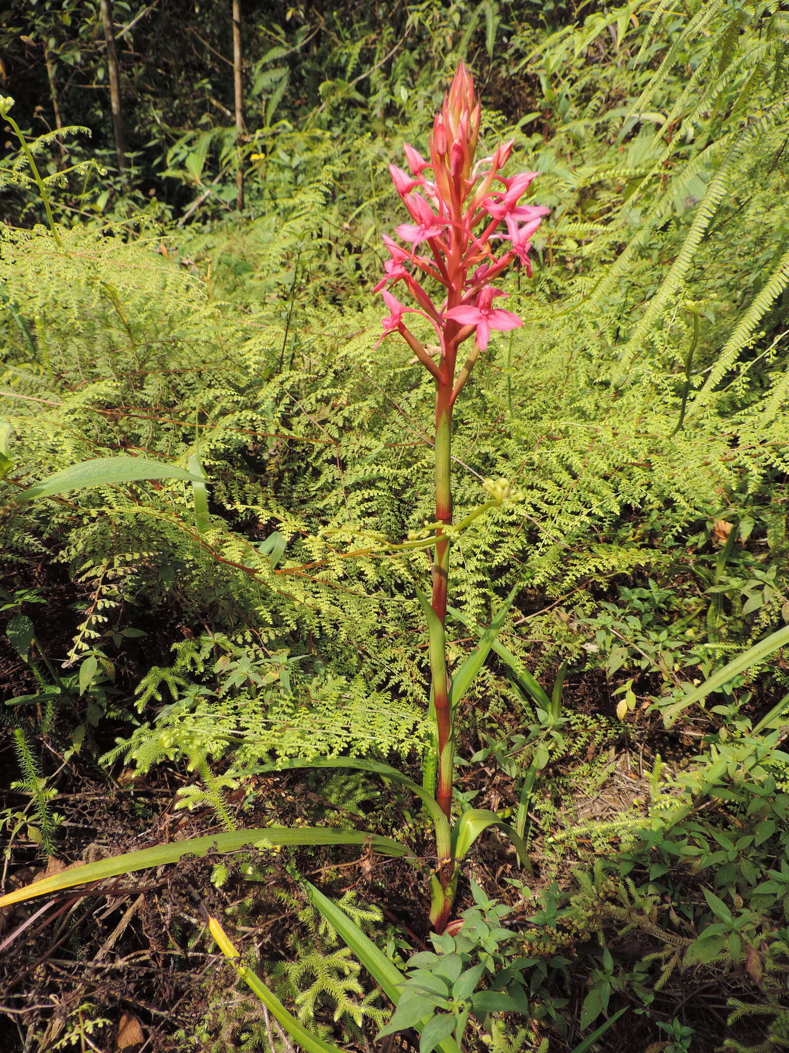 Image of Disa eminii Kraenzl.