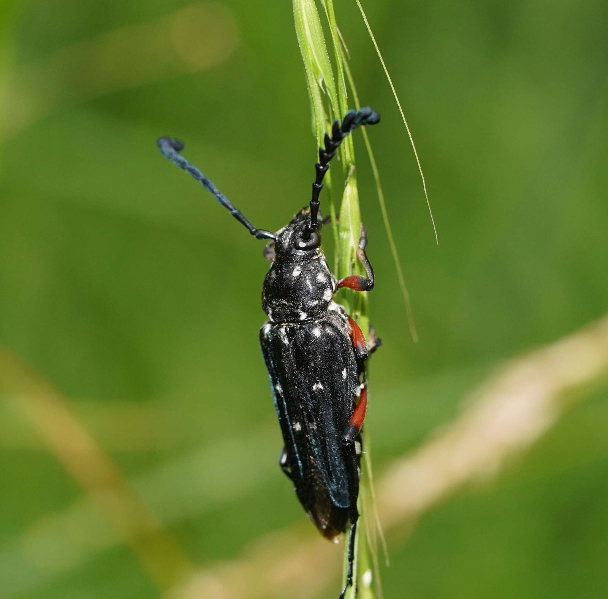 Image of Distichocera thomsonella White 1859