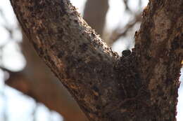 Image of Bursera silviae Rzed. & Calderón