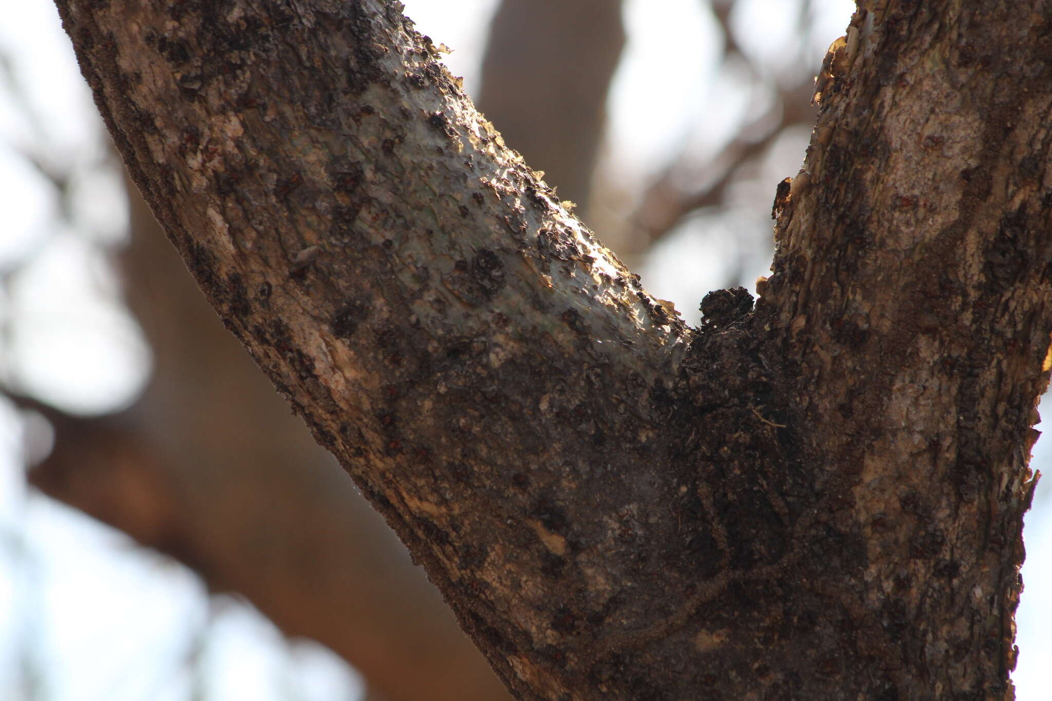 Image of Bursera silviae Rzed. & Calderón