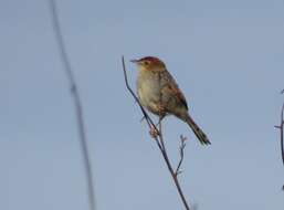 Image of Cisticola subruficapilla subruficapilla (Smith & A 1843)