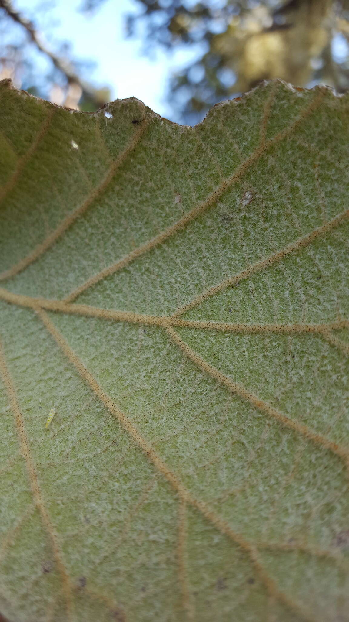 Imagem de Quercus conzattii Trel.