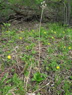 Image of Lilium distichum Nakai ex Kamib.