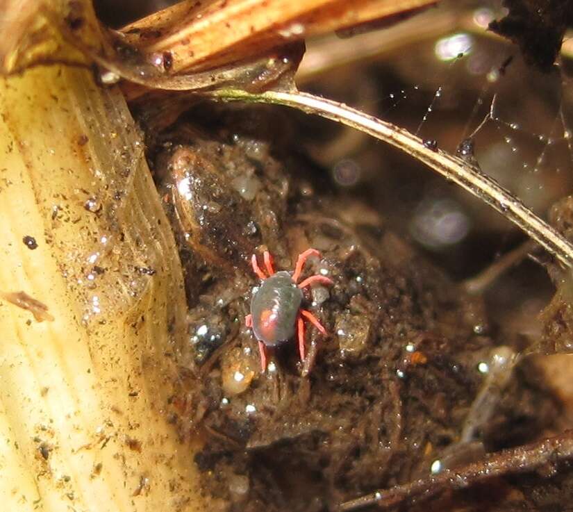 Image of winter grain mites