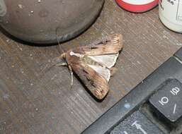 Image of Agrotis robusta Blanchard 1852