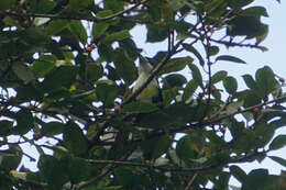 Image of Spot-crowned Barbet