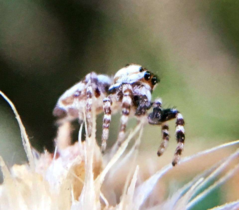 Plancia ëd Metaphidippus chera (Chamberlin 1924)