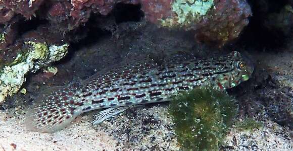 Image of Ornate goby