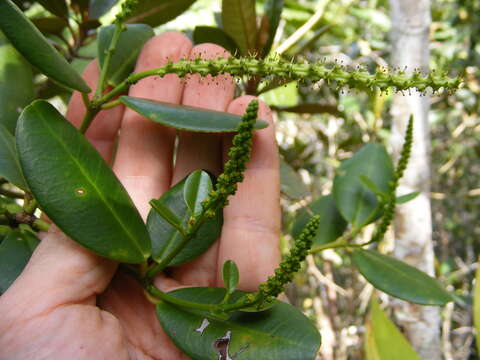 Image of Dendrocousinsia